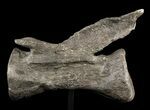 Long Diplodocus Vertebrae On Stand - Wyoming #51393-3